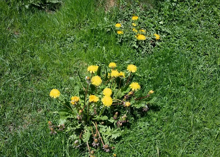 Temple Of The Sun - In, Out Val Thorens
