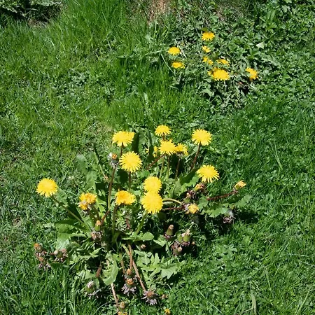 Temple Of The Sun - In, Out Val Thorens