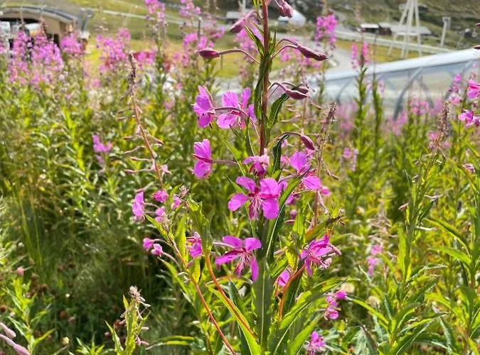 Temple Of The Sun - In, Out